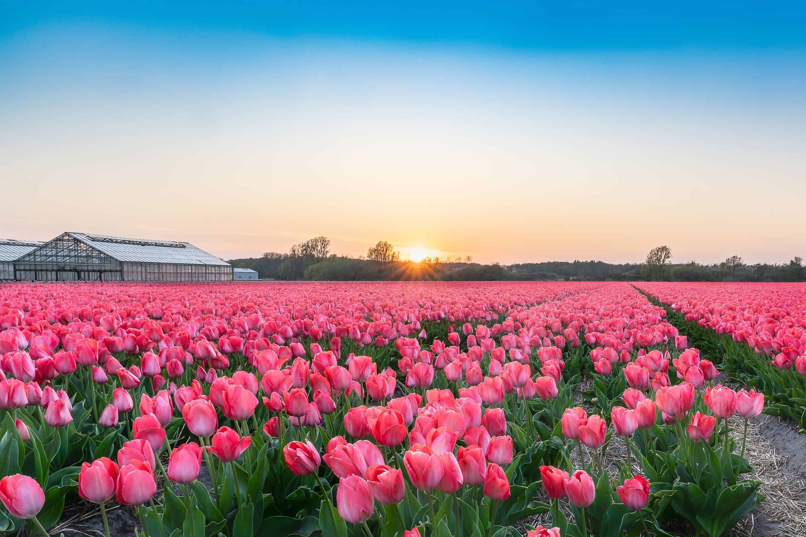 pink tulip field and sunrise