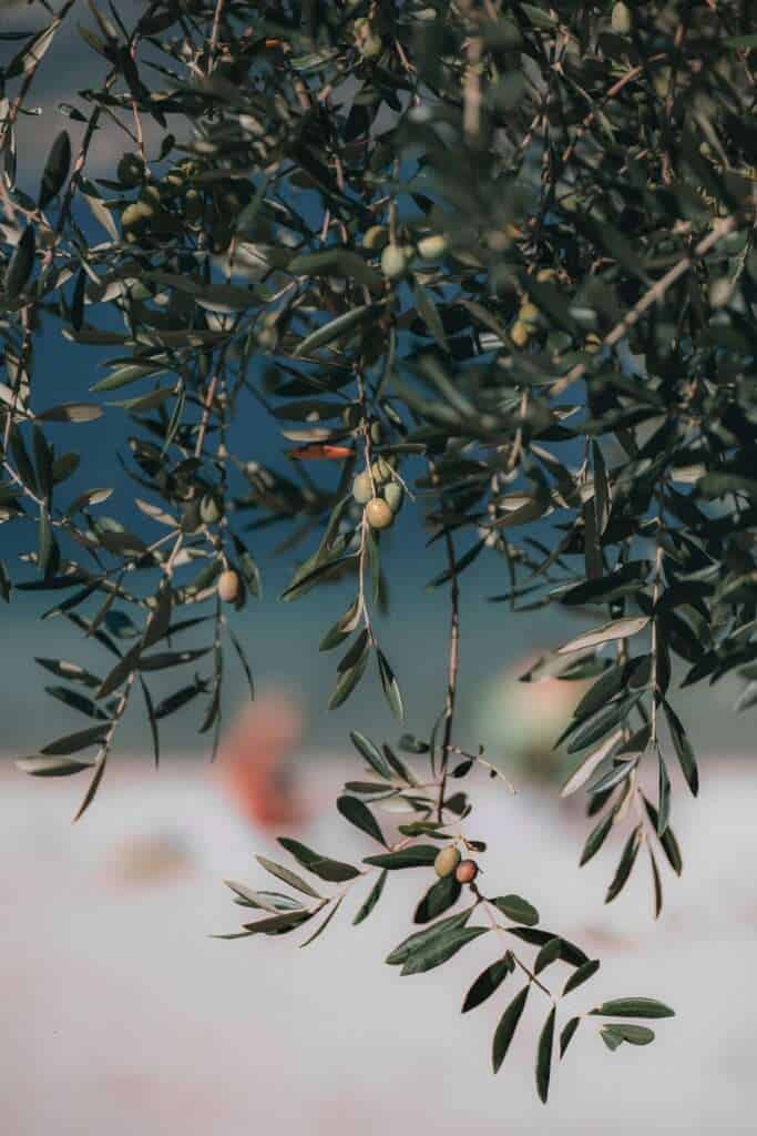 olive trees