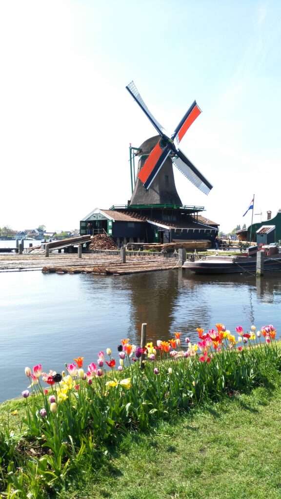 windmill and tulips at Zaanse Schans