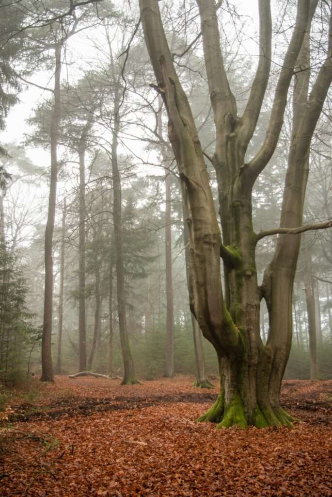 Amersfoort, Heiligenbergerbeek NS-hiking path