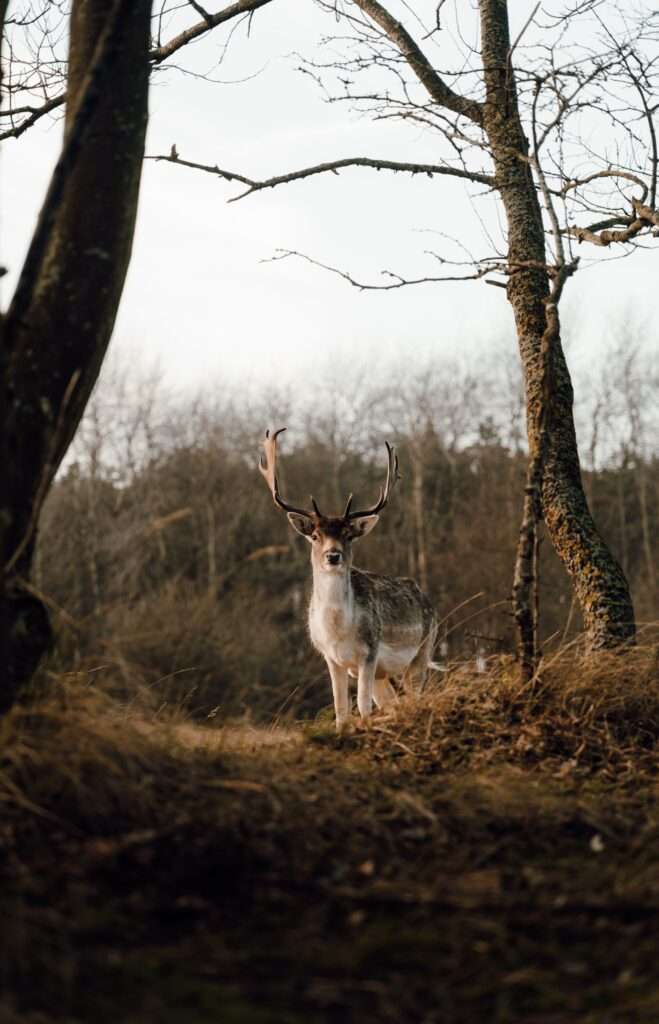Deer at Dunes Veluwe