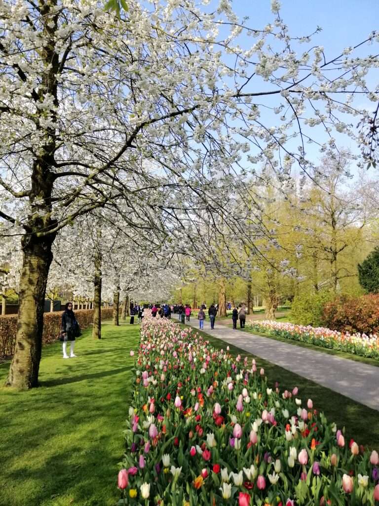 Keukenhof Gardens