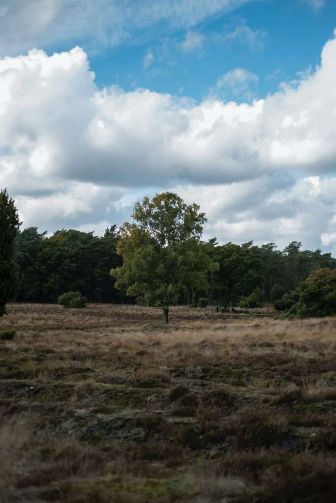 Veluwe National Park